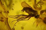 Detailed Fossil Winged Aphid and Two Flies in Baltic Amber #163468-2